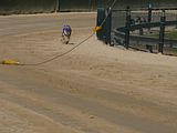 Golden Rabbit European Sandtrack-Derby Th. Ernst (128)